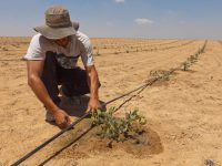 Ecosostenibile ed efficiente, l’irrigazione a goccia per battere la siccità