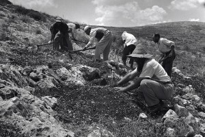 gilboa_planting_1960_moshe_shriki_600-400