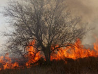 Il nuovo terrorismo palestinese basato sugli incendi perno dell’alleanza tra Iran e Hamas