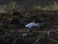 Terrorismo del fuoco