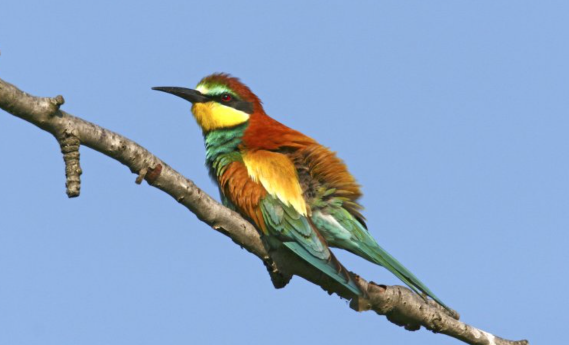 Lo zoo “assassino” di Israele secondo il mondo arabo e palestinese